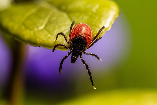 Sommer, Zeckenbisse und neue Hoffnung bei Borreliose