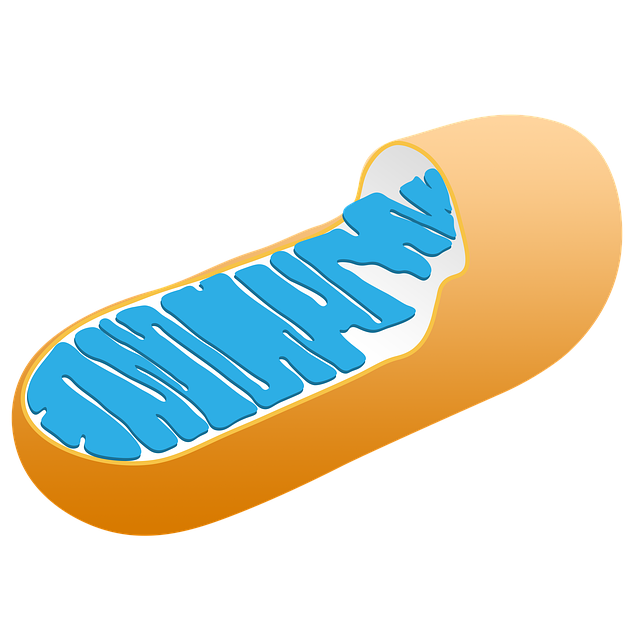 Mitochondrien-IHHT-Energie